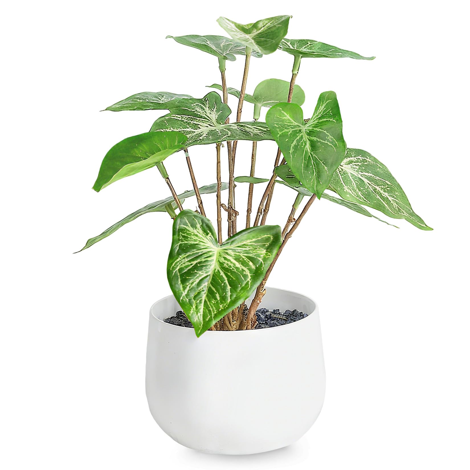 Amazon｜人工観葉植物 消臭・抗菌 ミニフェイクグリーン 卓上用 水やり