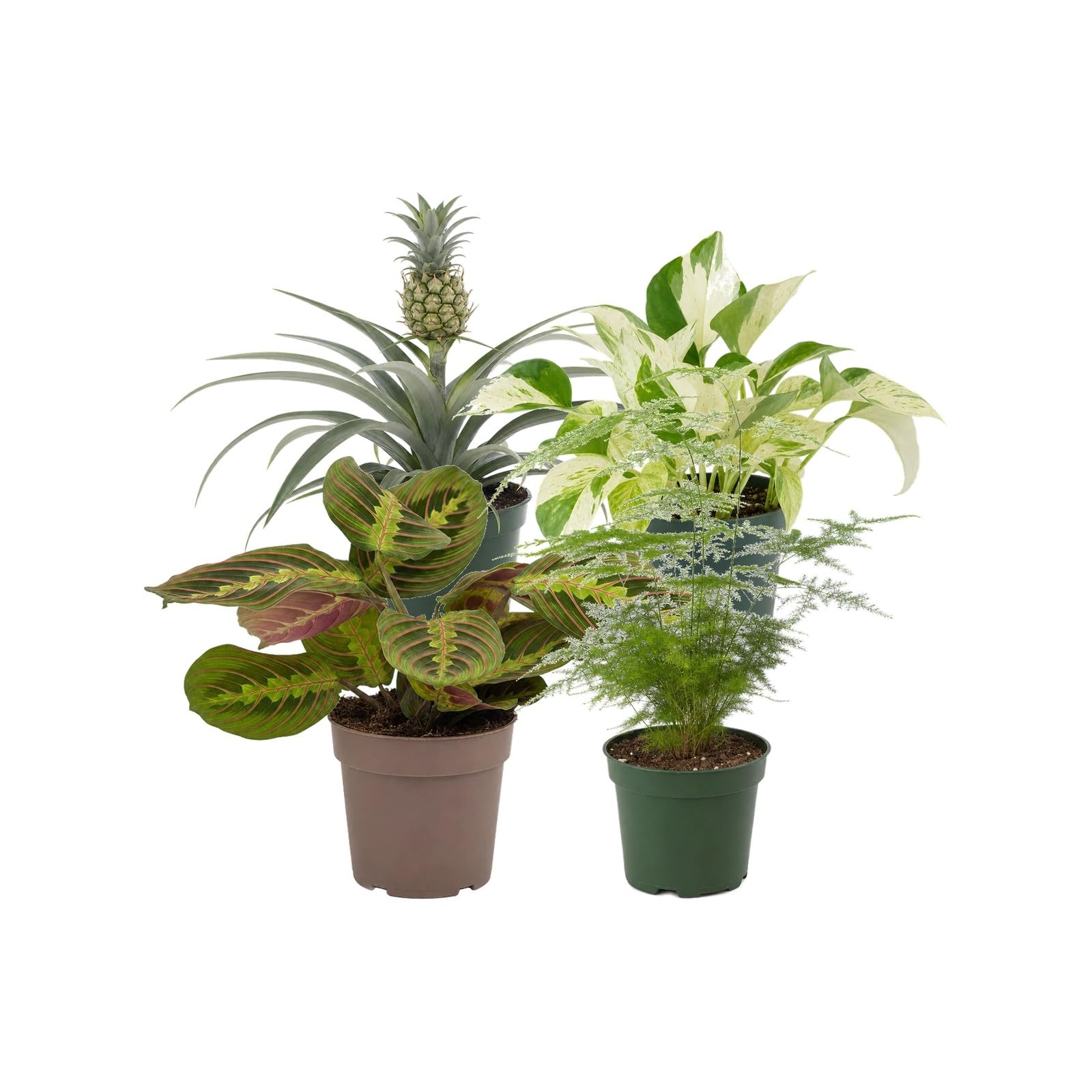 DECOALIVE Selección de 4 Plantas para Exposición Botánica Interior