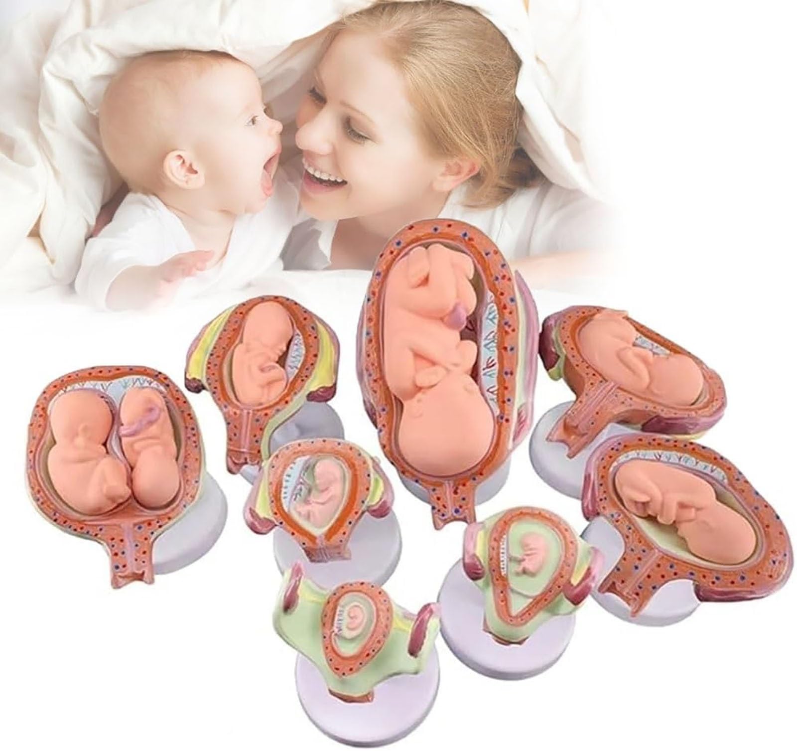 Education Model Anatomy Fetal Development Model,Fetal Growth Cycle Model Model Embryo 8-Piece Set for Teaching Tool, 1:1 Human Pregnancy Embryo Development Model