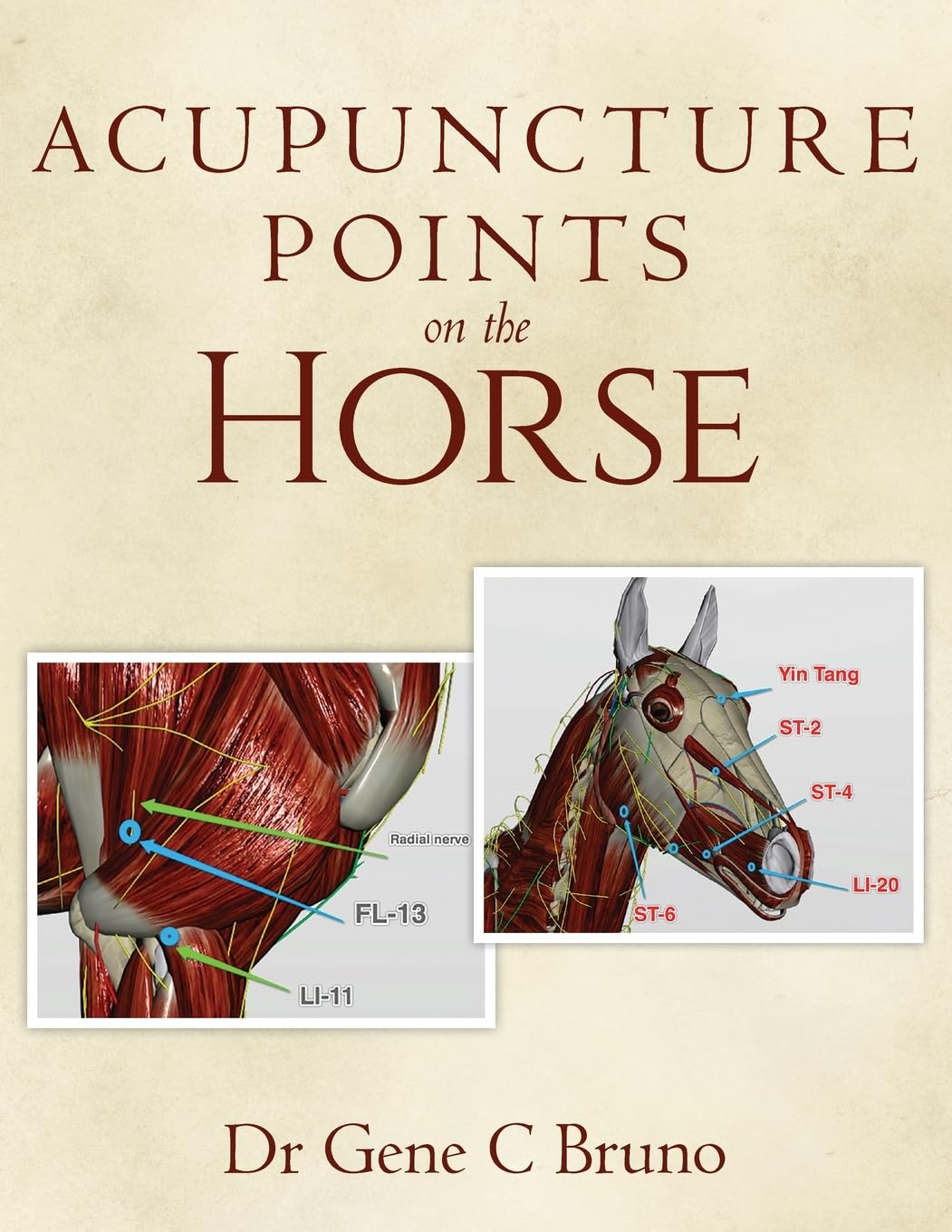 Acupuncture Points on the Horse 1st Edition