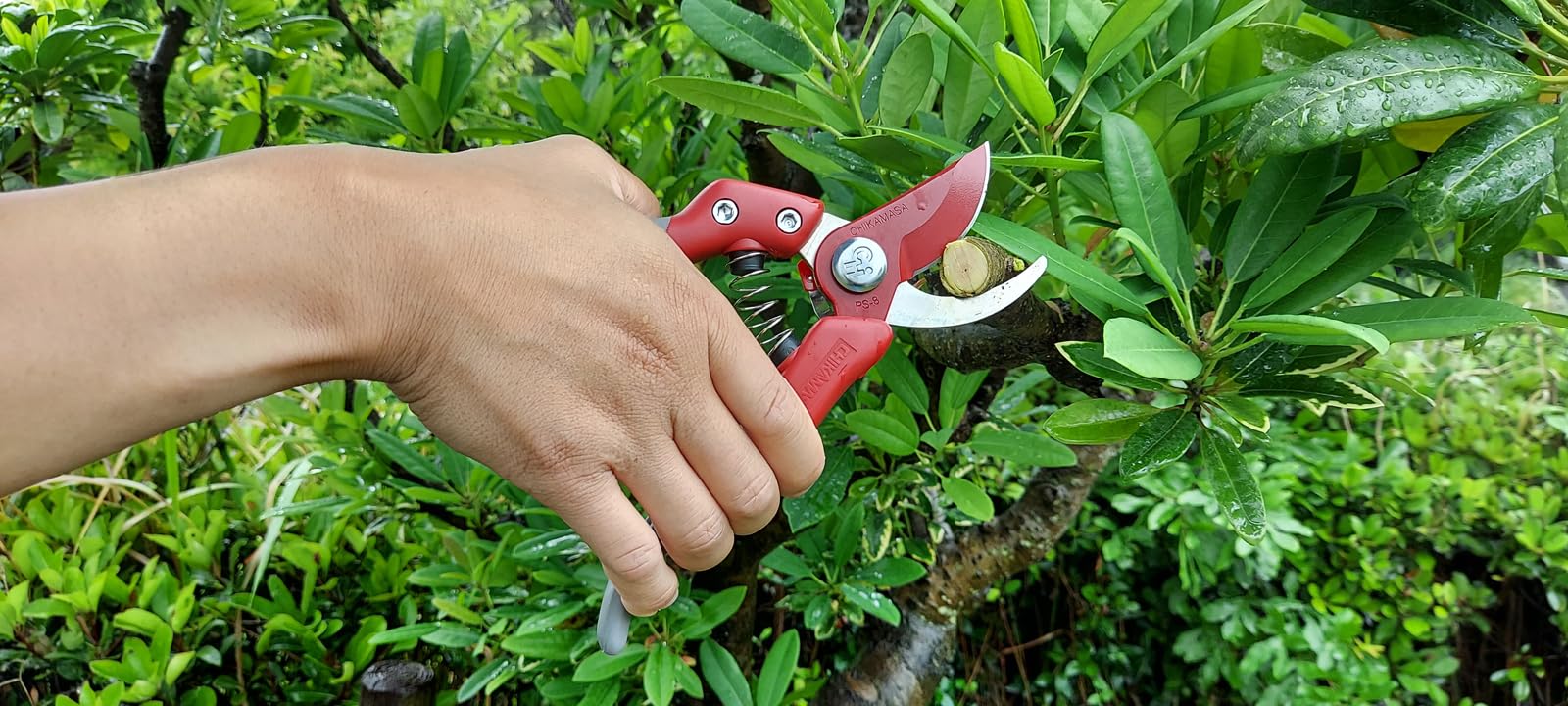 Harvesting Scissors NO.301