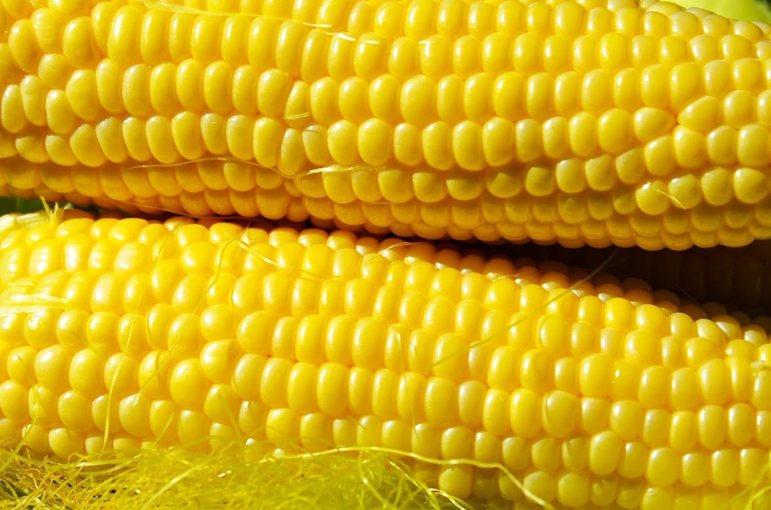 TomorrowSeeds - Honey Select Triple Sweet Corn Seeds - 1/2 Pound - For 2026 Planting AAS Winner Yellow Sugar-Enhanced SY Synergistic Hybrid Untreated Golden USA Vegetable Grow Your Own Home Farm Patio