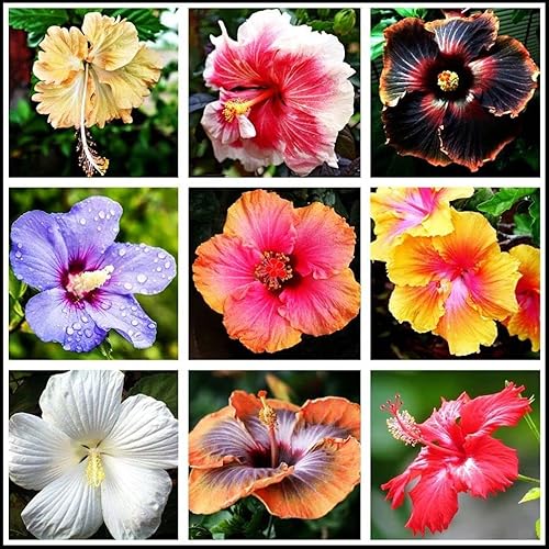 Semillas de flores 100 + semillas de hibisco de doble color, flores resistentes, semillas de fácil cultivo