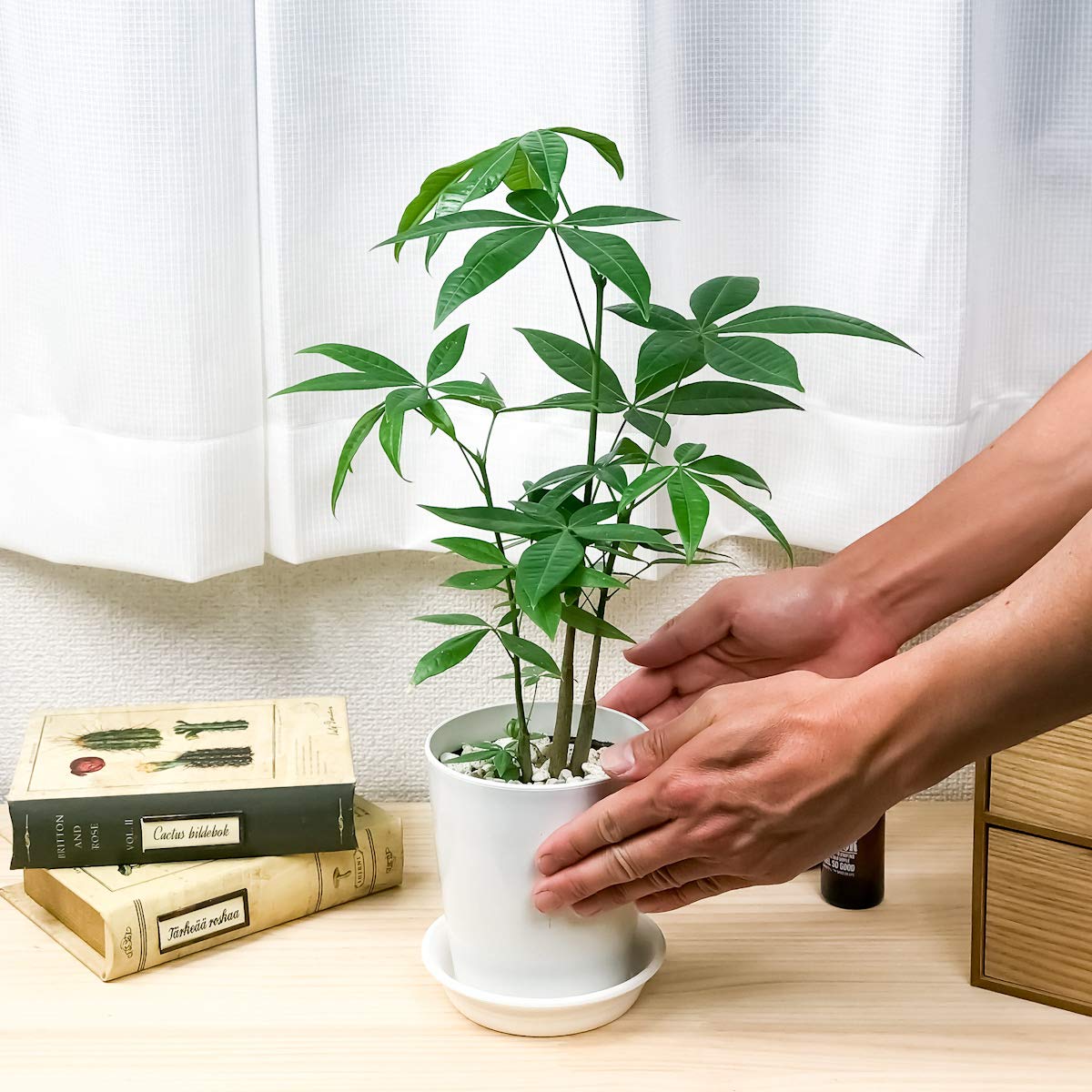 Amazon.co.jp: PLANCHU 観葉植物 パキラ ストレート 4号鉢 受け皿付き