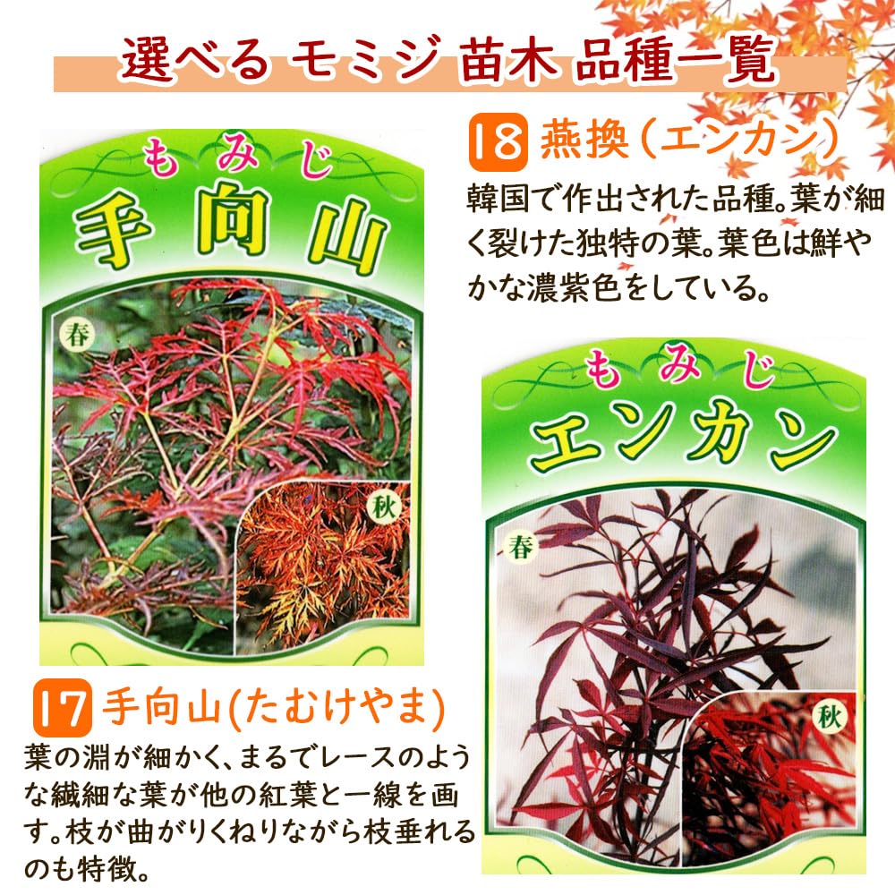 Amazon.co.jp: モミジ 苗木 【 17．手向山(たむけやま) 】 12cmロング