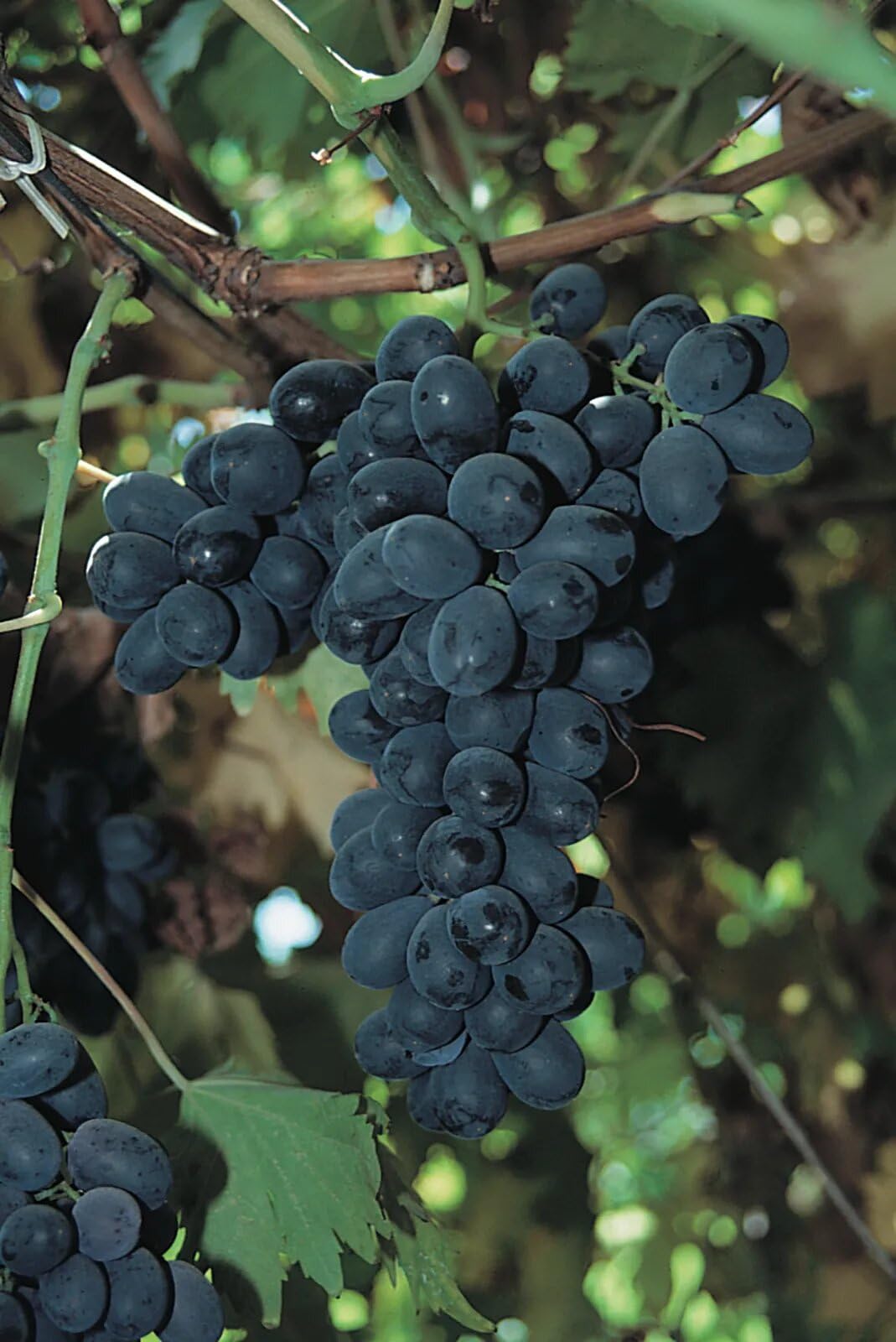 Greenlifelive Grapes Black Seedless Variety Angoor Fruit (Cutting/Grafted) Live Plants & Tree fruit Grape Black Wichfinger Grapes Home And Roof Garden Fruit Tree Plant (B0CV7L4Q9S) Amazon Price History, Amazon Price Tracker