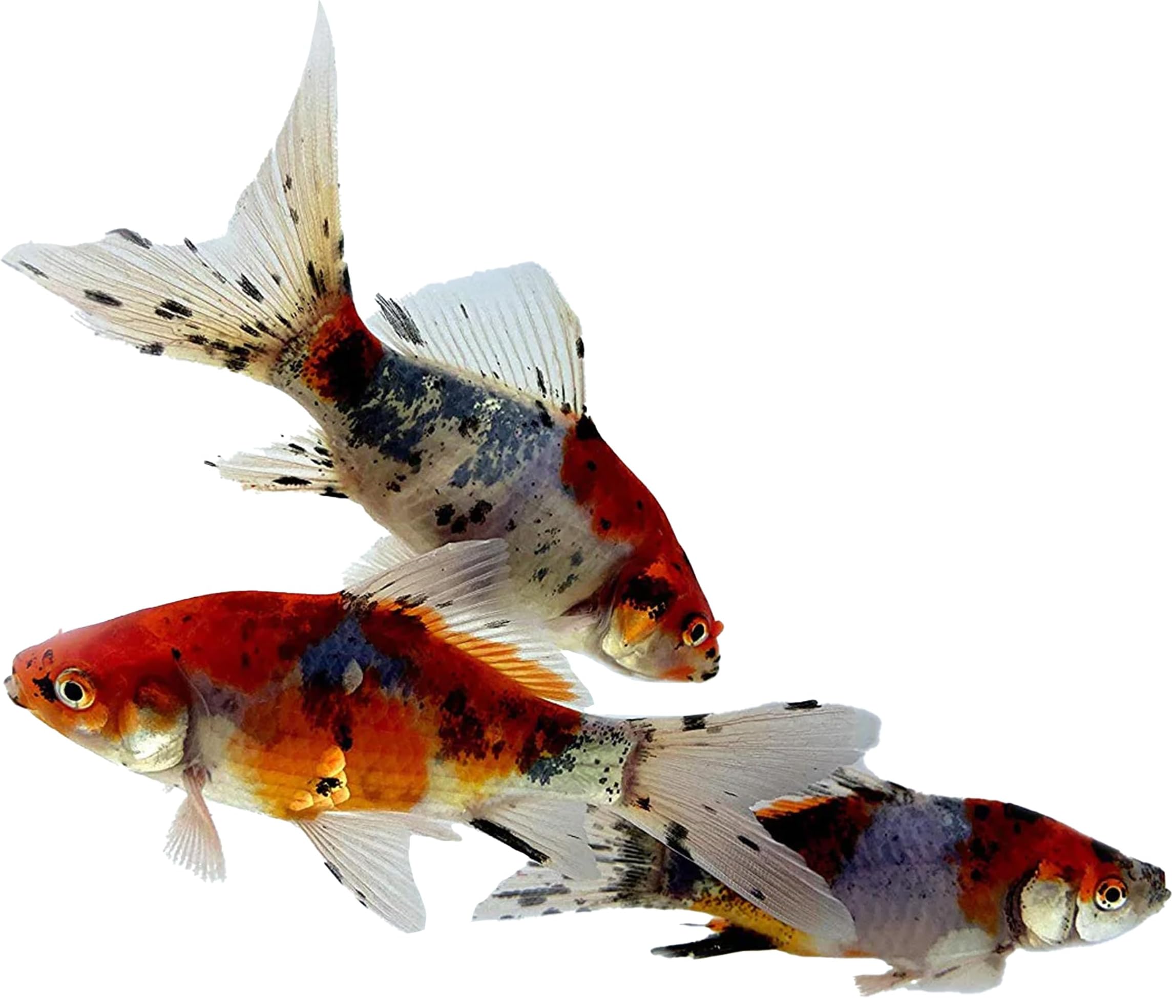 Toledo Goldfish Shubunkin Goldfish: Live Blue Calico Colored Goldfish with a Variety of Patterns - Perfect for Stocking Ponds, Aquariums, or Tanks - 3-4 Inches, 10 Count