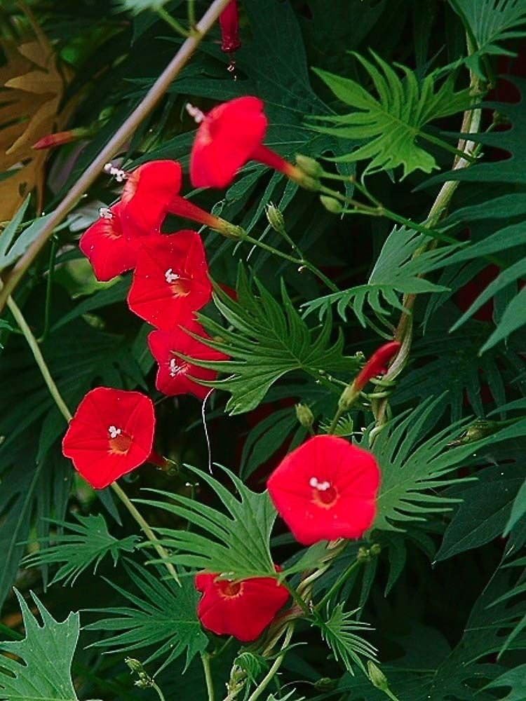 MORNING GLORY RED - CYPRESS VINE - Ipomoea quamoclit - 70 seeds CLIMBING FLOWER