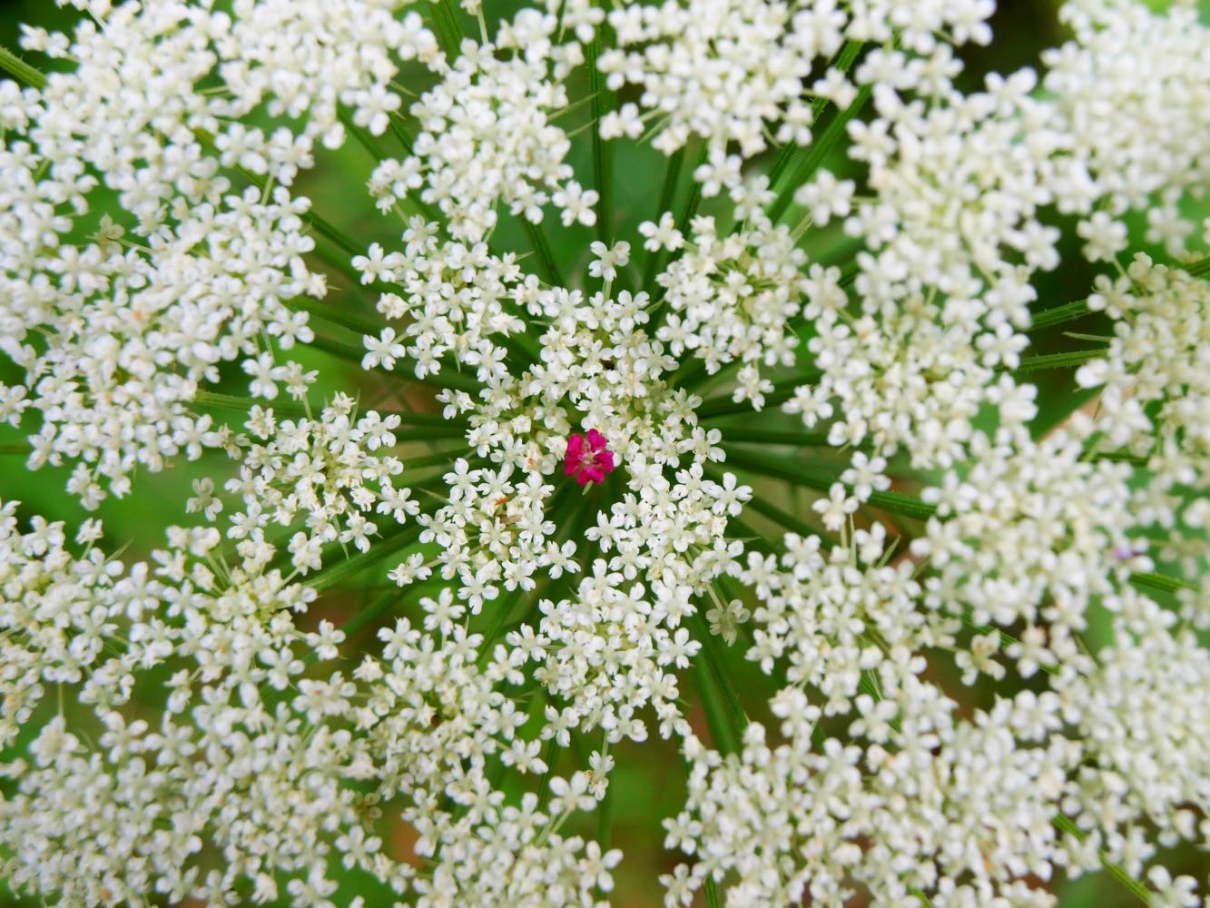 Ladys Bedstraw Herb (Galium Verum L) - Health Embassy - 100% Natural (100g)