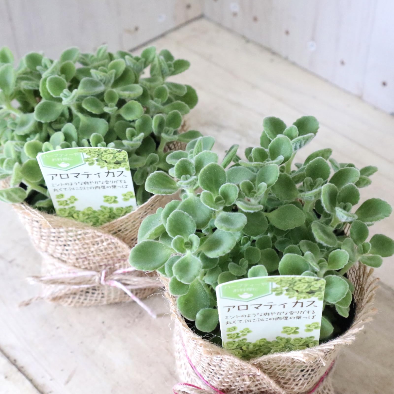 Amazon｜2ポットセット 香る 多肉植物 アロマティカス ハーブ｜観葉