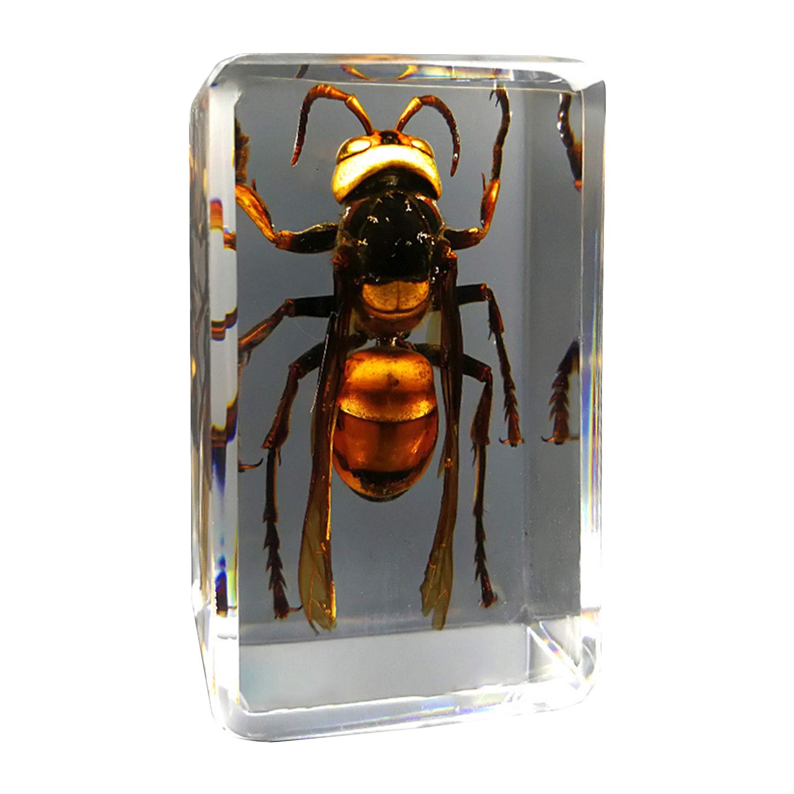 Amazon.co.jp: ミツバチ埋め込み標本モデル 本物の樹脂昆虫標本