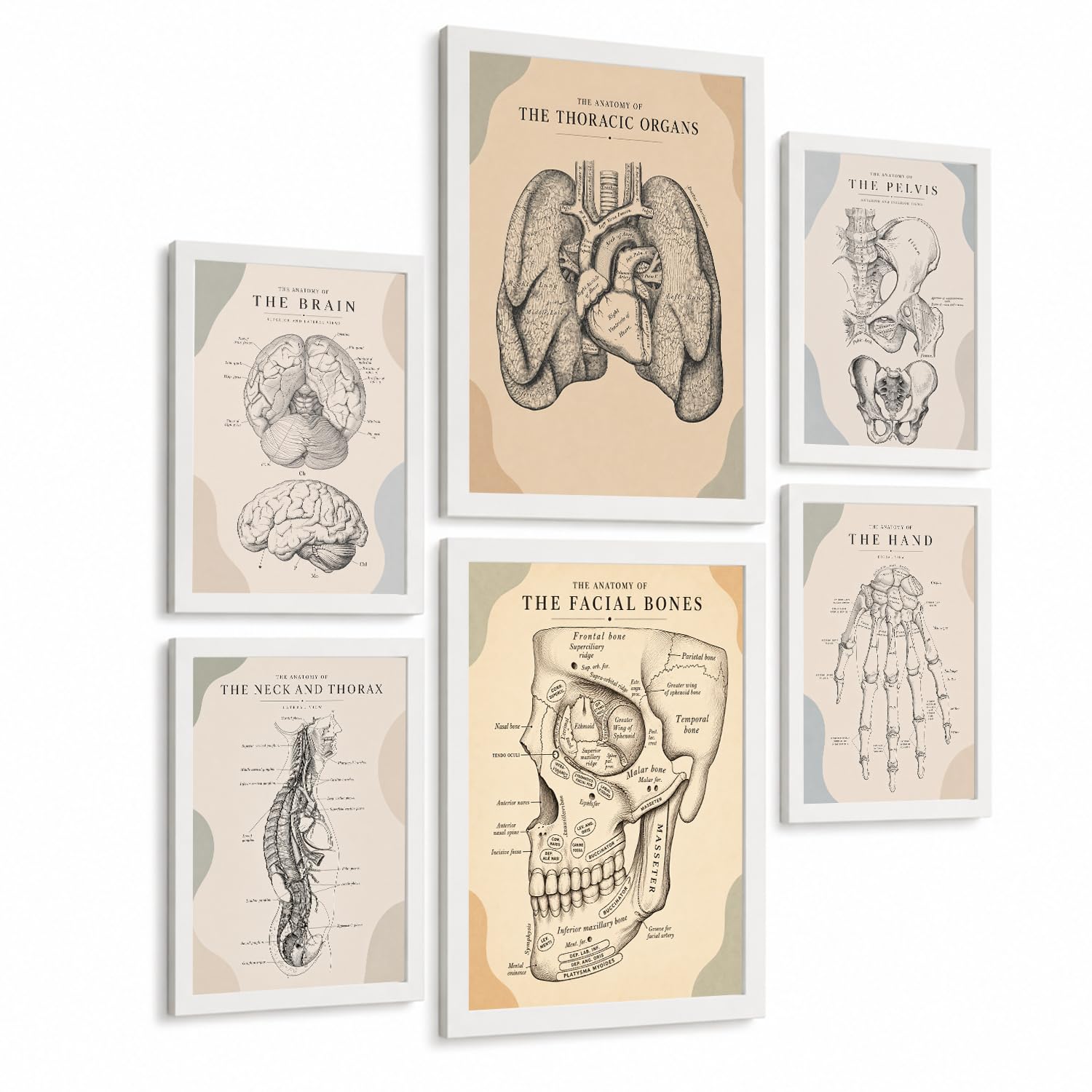 Nacnic Set Of 6 Anatomy Wall Art Prints Medical Posters And Decorative Pictures With Brain Lungs Heart Pelvis Human Hand Facial Bones And Neck Anatomy Medical Office Wall Decor A3 & A4 White Frame