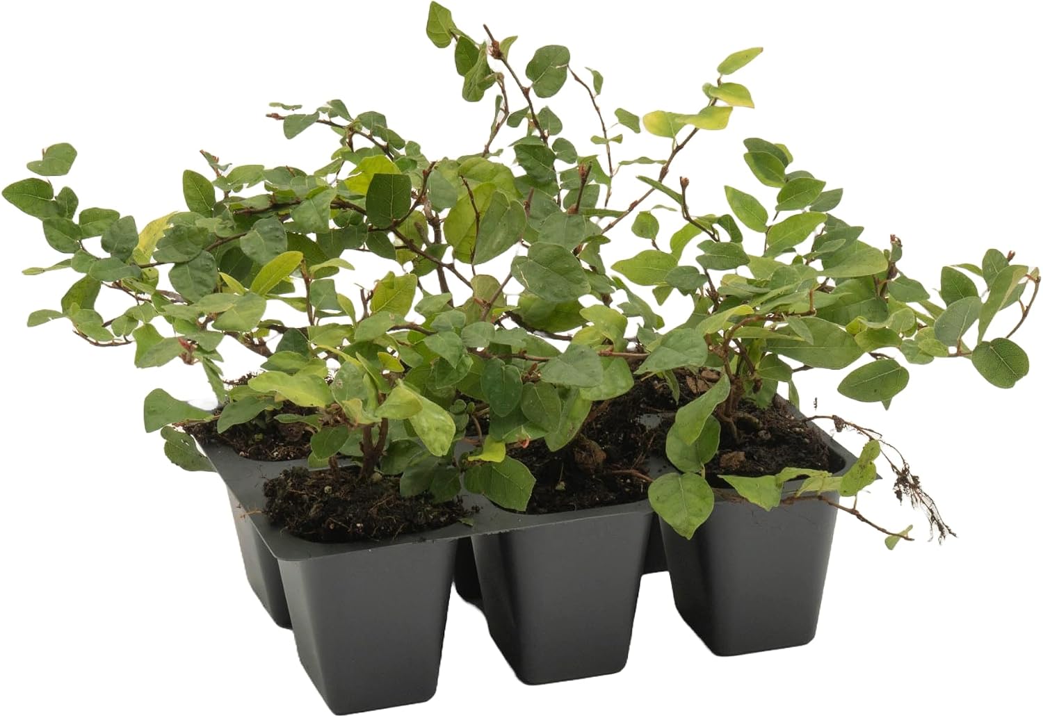 6 Creeping Fig, Live Plants – Ficus Repens – Fast-Growing & Versatile Climbing Vine in 2.5” Nursery Cubes – Perfect for Living Walls, Topiaries, Ground Cover & Indoor/Outdoor Decor