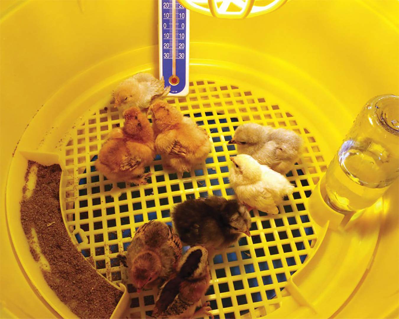 Allevatrice Riscaldatore Caldo Cip. In Omaggio Termometro Digitale con Sonda