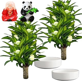 Brazilian Wood,Brazilian Lucky Wood Plant with Statues,Office Desk Ornaments, Living Room, Home Decoration, Doesn't Need to Wait to Sprout (2G)