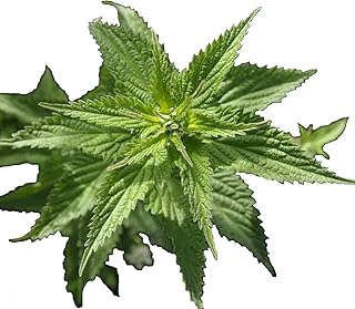 2000 STINGING Nettle Seeds Urtica Dioica Perennial Herb Medicinal Deer Resistant