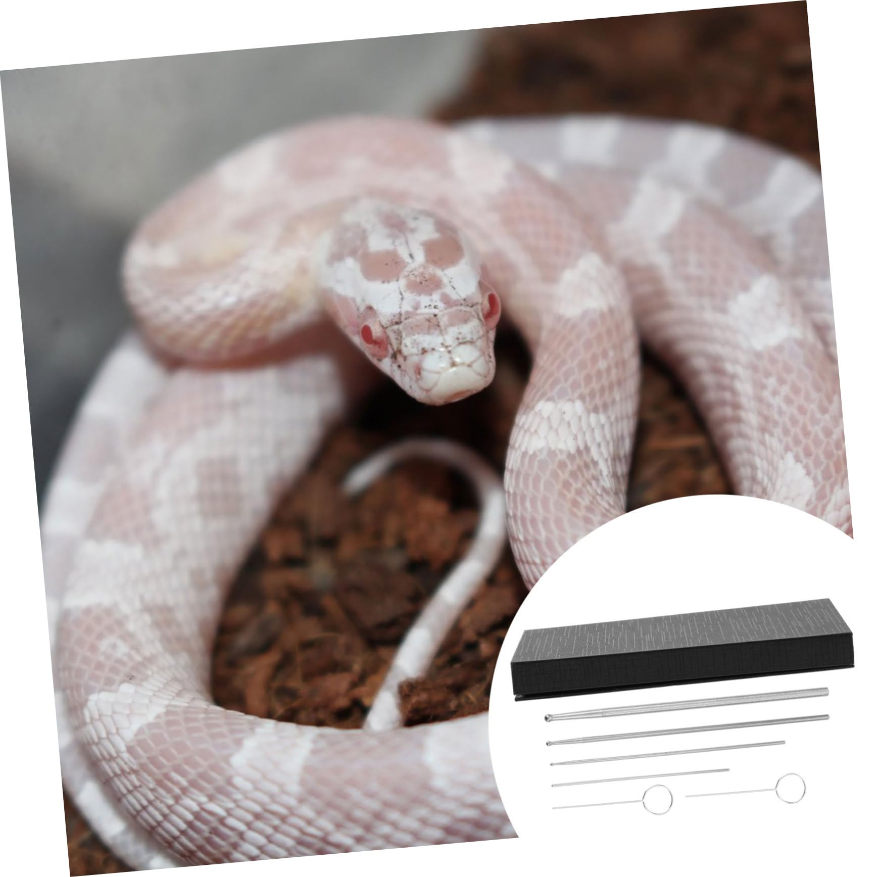 6 Pezzi per Sessaggio dei Rettili Kit Professionale per Serpente Strumento di Rilevamento in Acciaio Inossidabile Design Sfera Liscio Identifica Maschi e Femmine