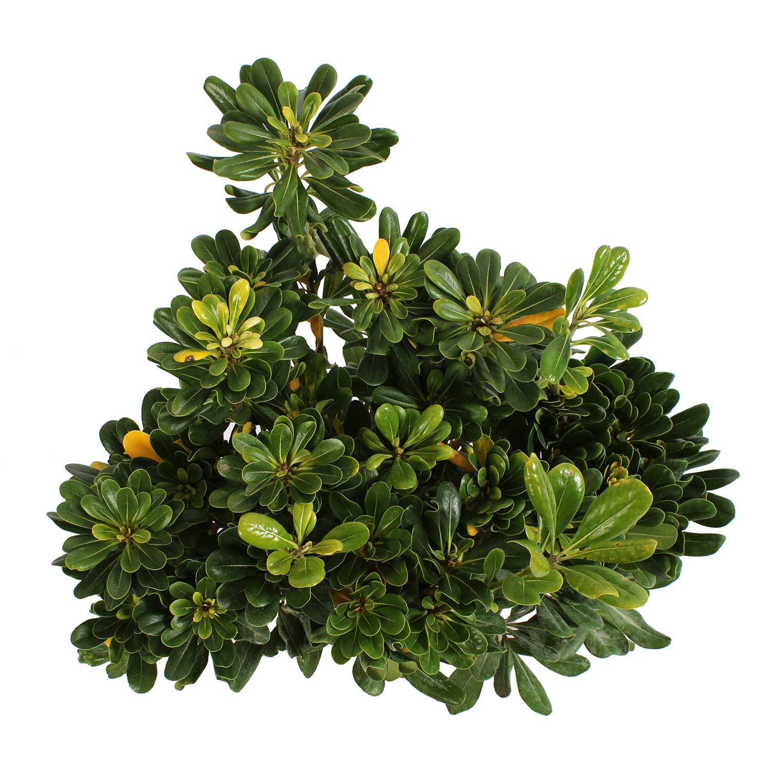 KENTIS - Pittosporum Tobira - Plantes de Haie - Plantes Vraies d'Extérieur - H 40-50 cm Pot de Ø 18 cm