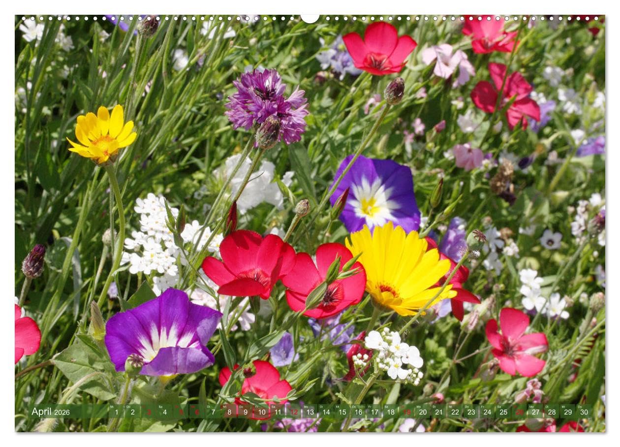 Beschwingte Blumenwelt (Wandkalender 2026 DIN A2 quer), CALVENDO Monatskalender: Ein Blütentanz quer durch den Sommer (CALVENDO Natur)