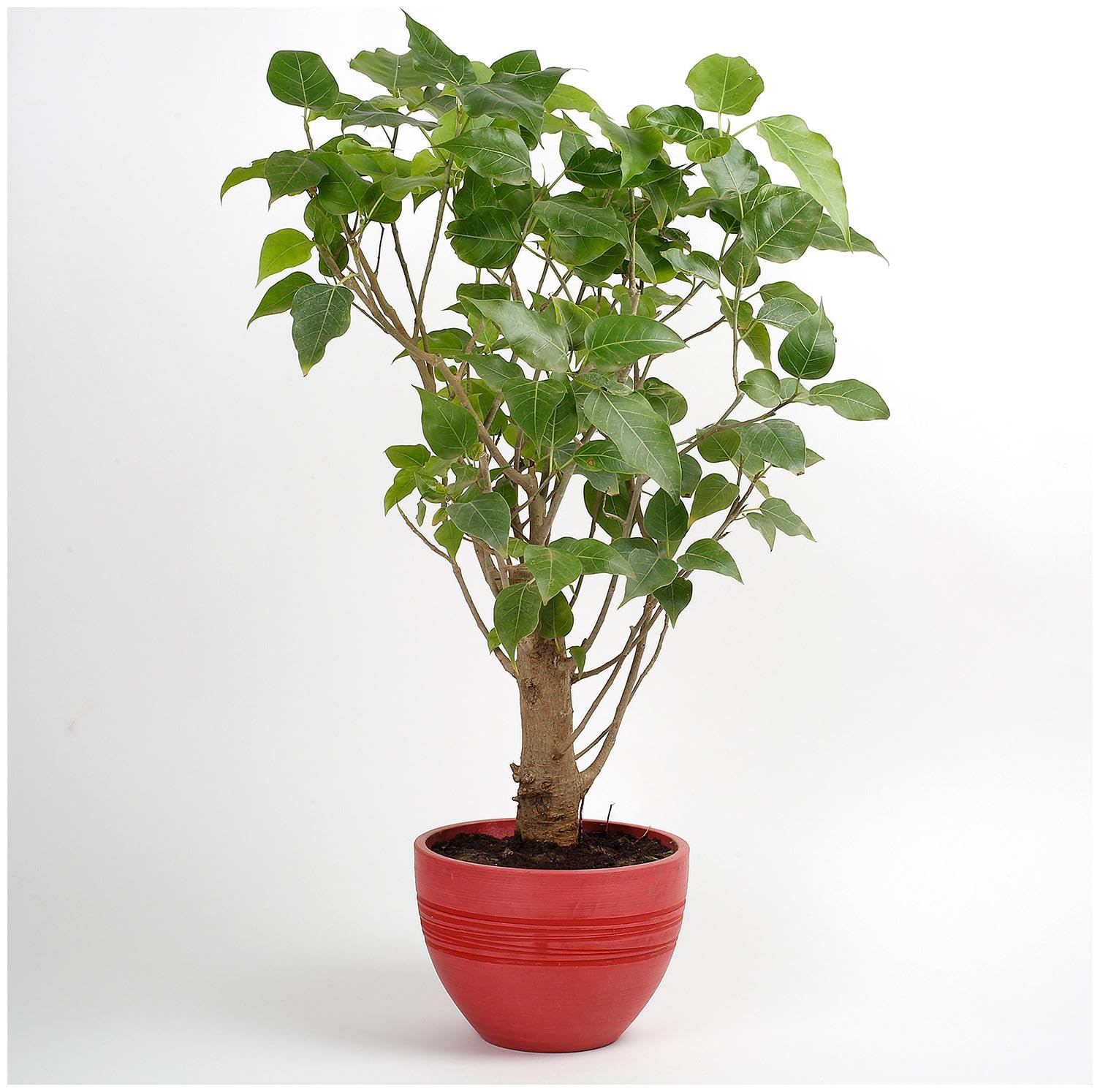 GREEN MAGICIAN | Holy Fig Tree Pipal Plant Peepal | Peepal/Pipal Plant with black pot (B0CP38MBHR) Amazon Price History, Amazon Price Tracker
