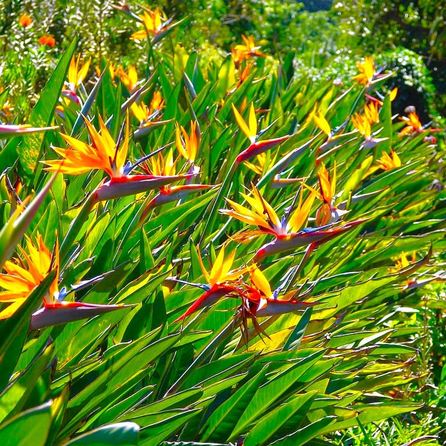 TomorrowSeeds - Birds of Paradise Seeds - 15+ Count - for 2026 Planting Strelitzia Reginae Orange Blue Perennial House Patio Plant Tropical Flower Exotic Garden Flowers Grow Your Own Home Farm Patio