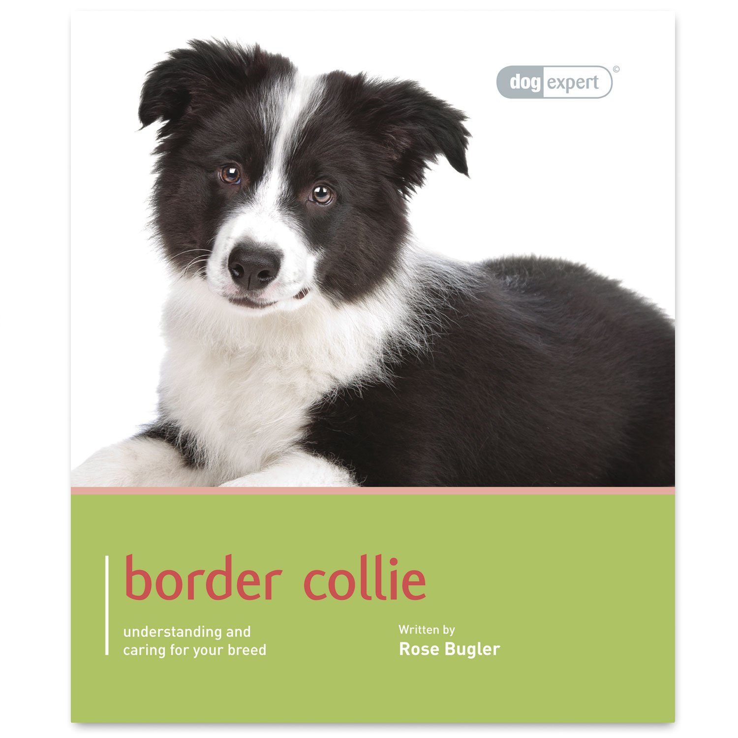 Border Collie - Dog Expert