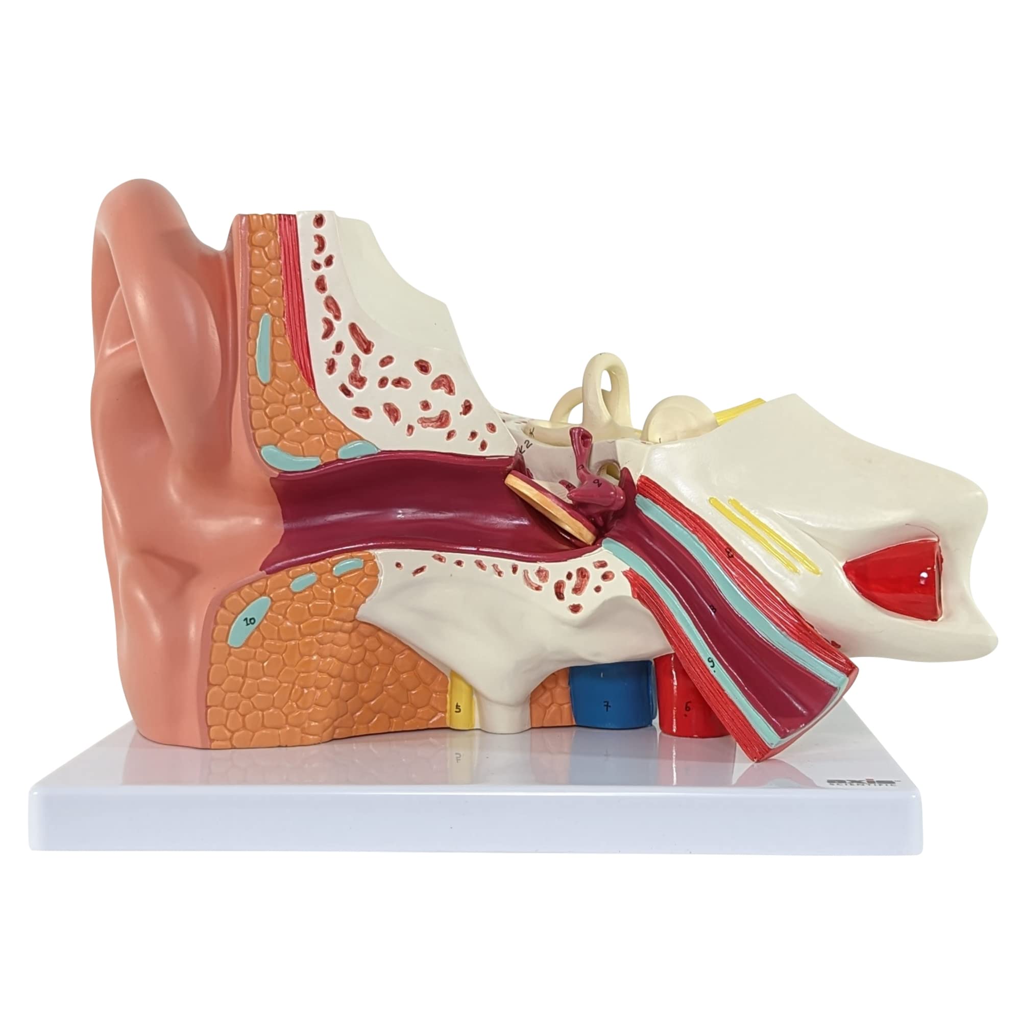 Axis Scientific Human Ear Model, 5 Times Enlarged 4 Dimensional Model with 3 Parts Showing Major Regions of The Ear - Includes Base, Detailed Product Manual