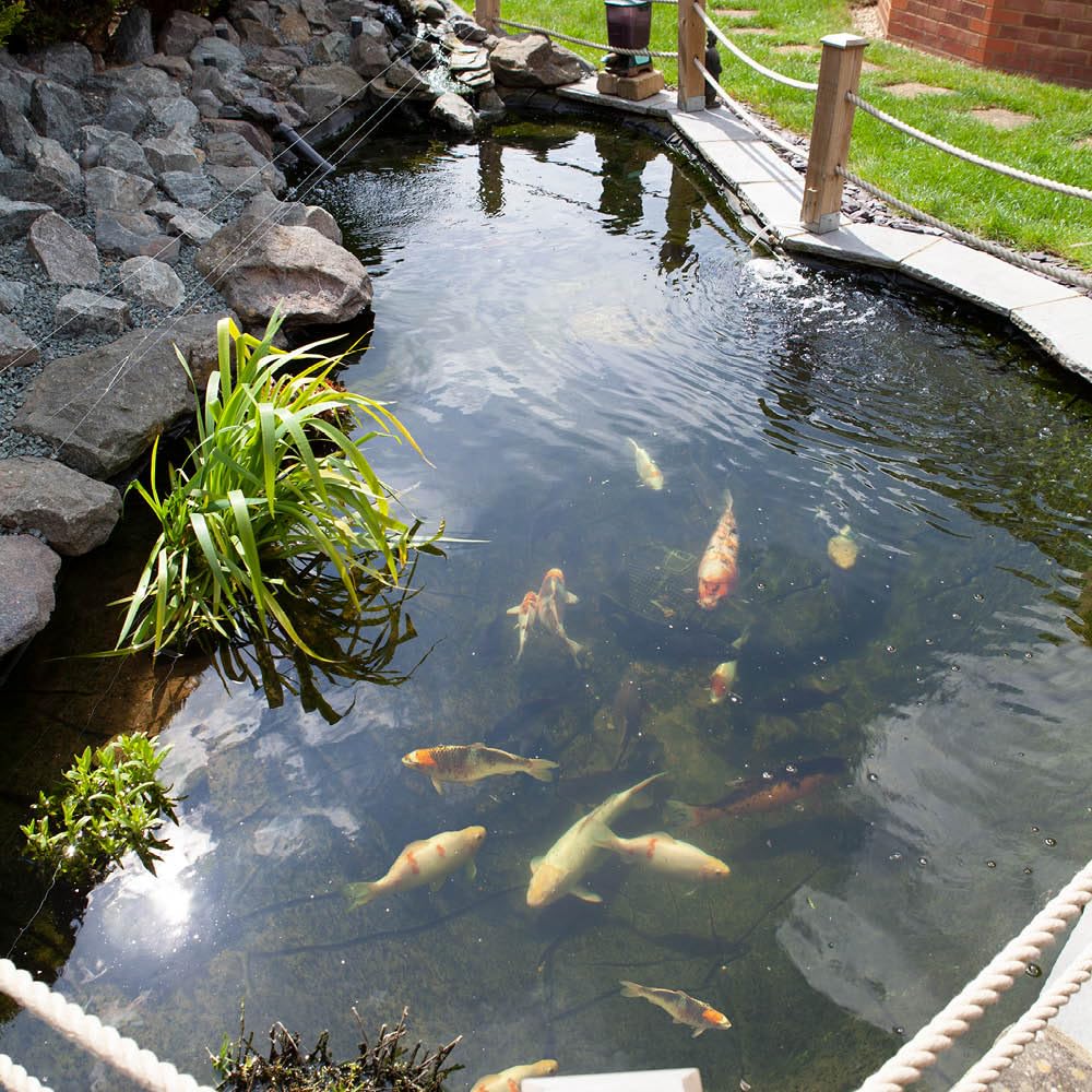 Blooming Fast Pond Clear Pro 2 Step Pack - Large treats up to 40,000L