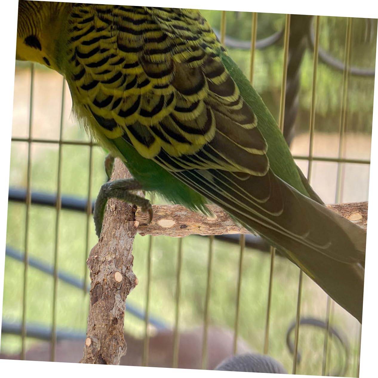 BESPORTBLE 10piezas Percha para Aves Juguete De Molienda para Periquitos Barra De para Jaulas De Aves y Diversión De