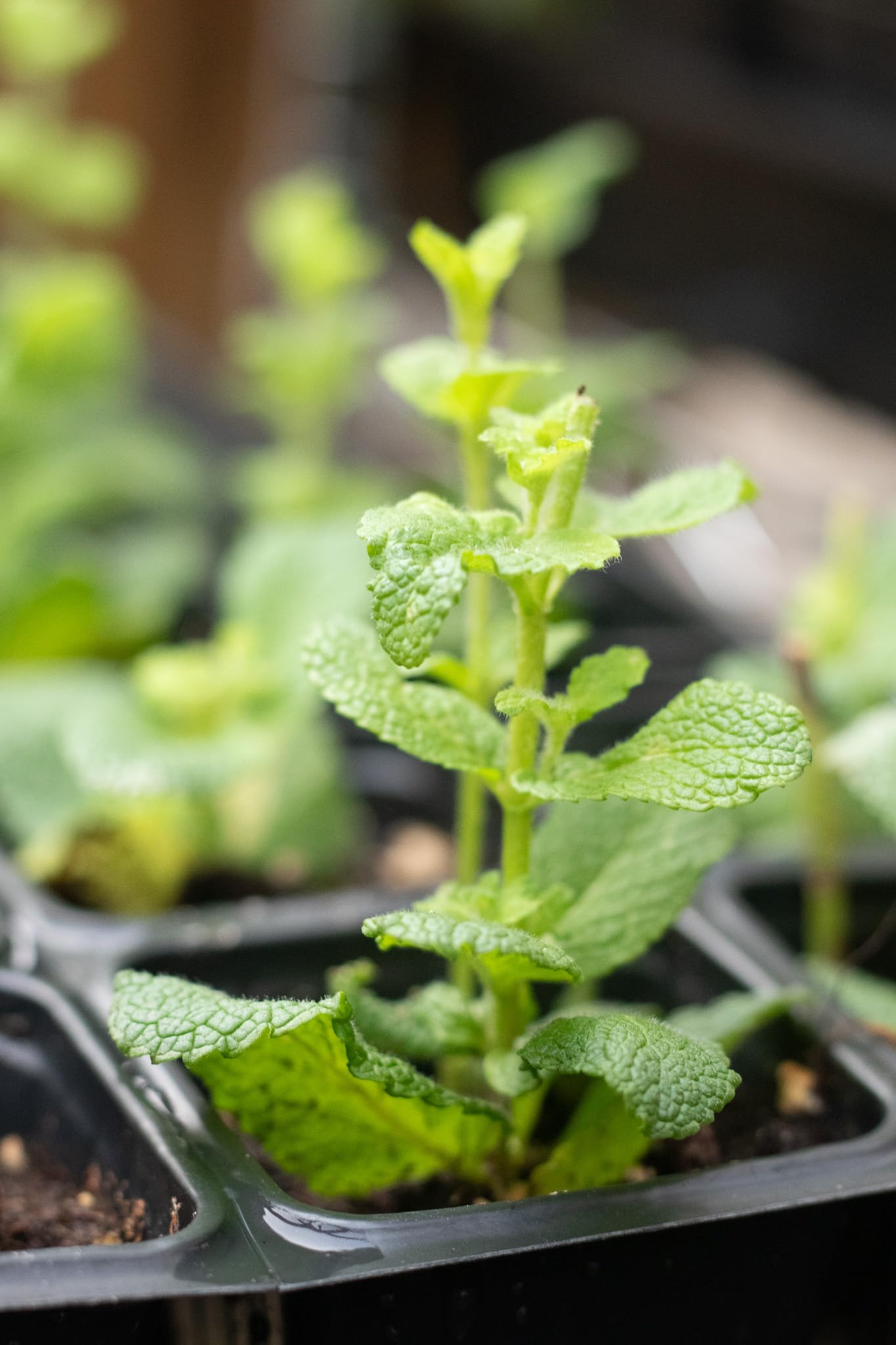 Amazon.com : Organic Apple Mint Live Plant, (Mentha suavolens) in 2.5 inch  Pot. : Patio, Lawn & Garden