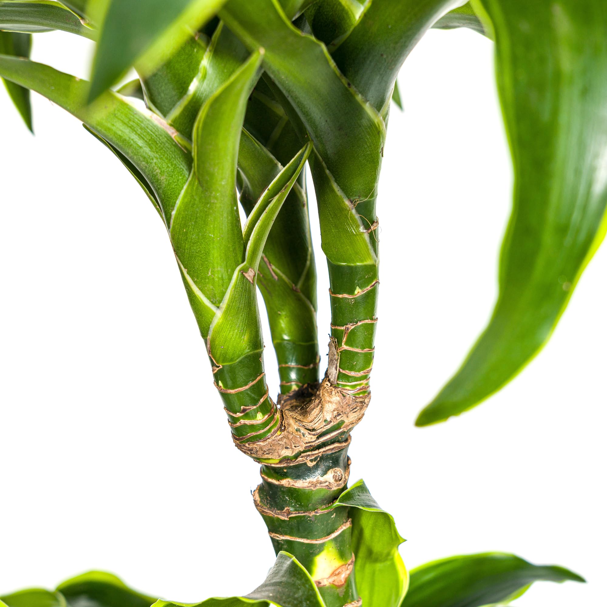 Dracaena Deremensis Dorado roślina pokojowa, zielona, Ø 24 cm, wys. 120-140 cm