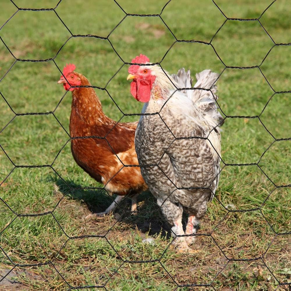 TERRE JARDIN - Grillage a Poule, 1 x 10 m - Grillage Poulailler, Mailles Hexagonal en Acier Renforcé de Ø 0,7 mm, 4 x 2,5 cm - Cloture pour Poule, Résistante aux Intempéries - Élevage Volaille