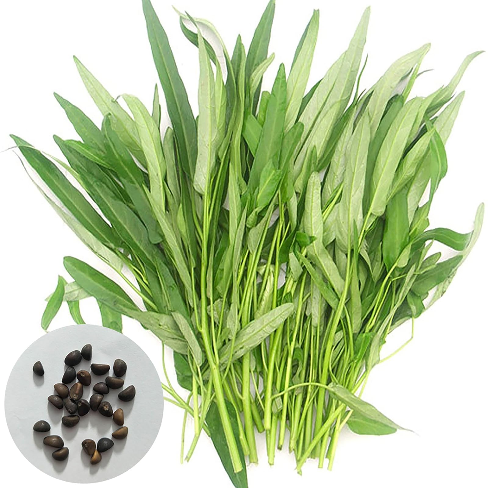Generic 200Pcs/Bag Seeds Natural Non-Hybrid Green Eco-Friendly Water Spinach Seeds for Windows and Balconies