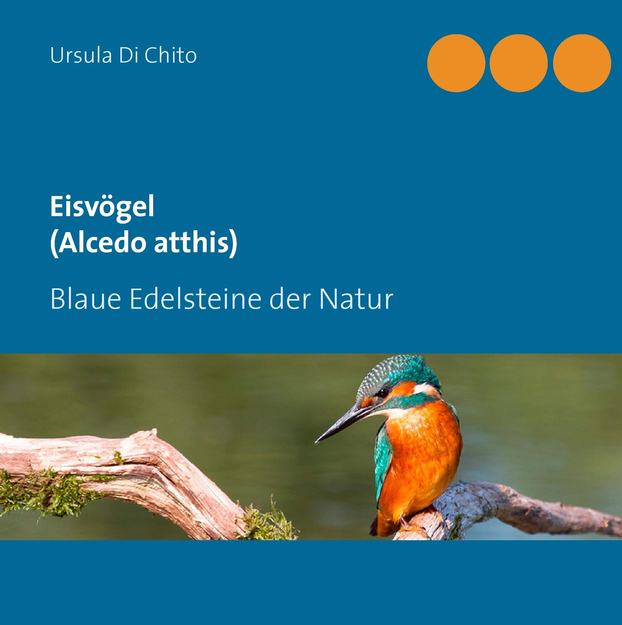 Eisvögel (Alcedo atthis): Blaue Edelsteine der Natur