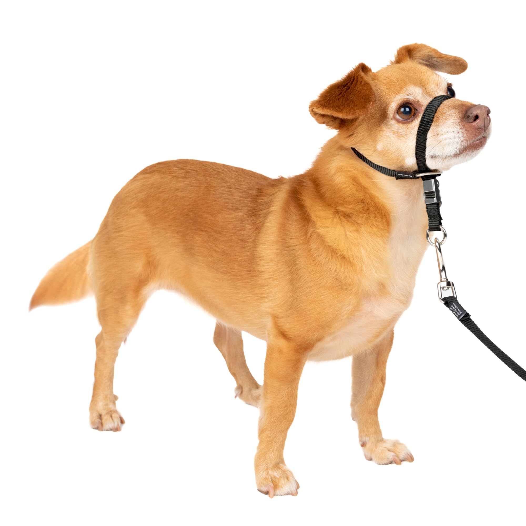 Amazon | PetSafe ジェントルリーダーヘッドカラー 引っ張らない犬用