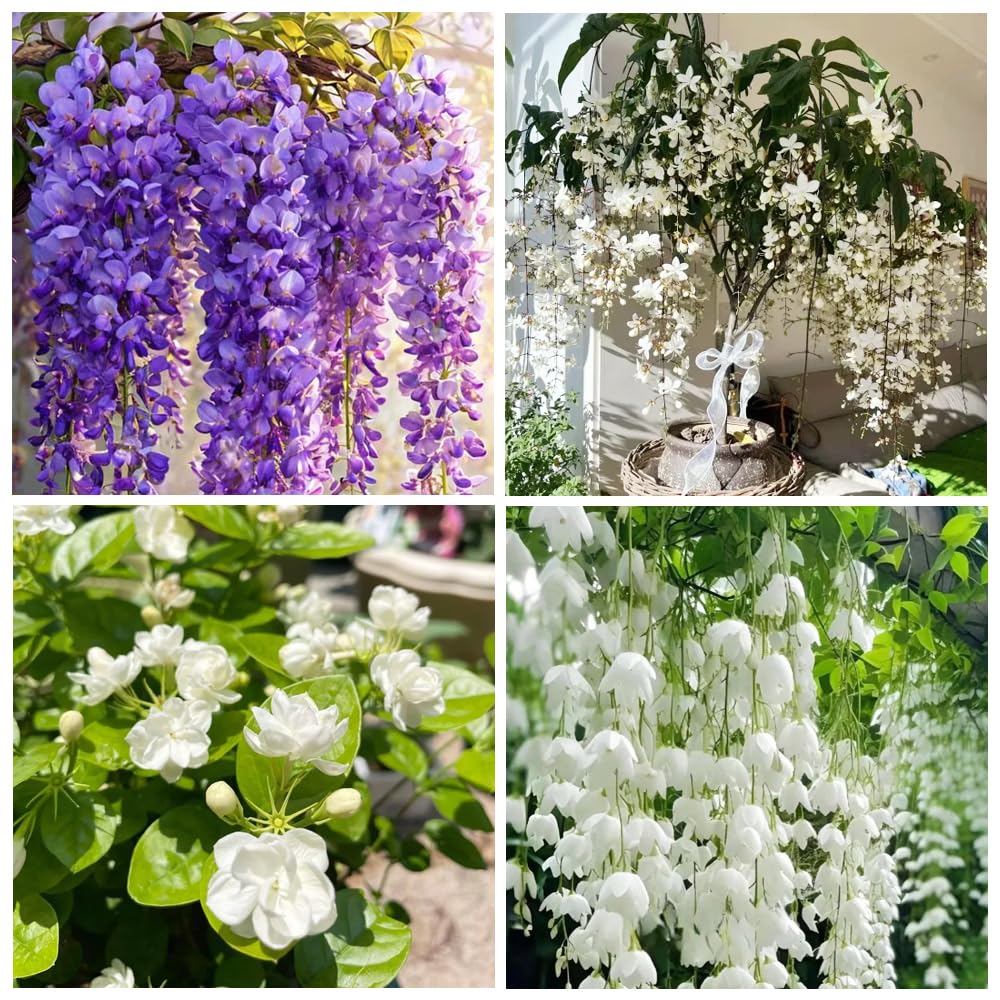 100+ Climbing Jasmine Flower Seeds for Planting-Non-GMO Jasmine Gardenia Plant Fragrant Flower Garden Home