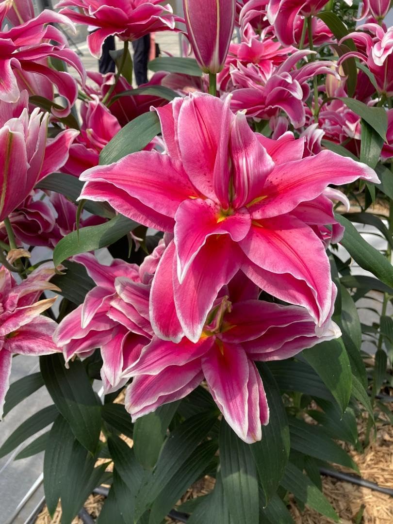 中華民国 1000元紙幣 旧貨幣 中華民国 1000元 旧貨幣 3枚セット 台湾