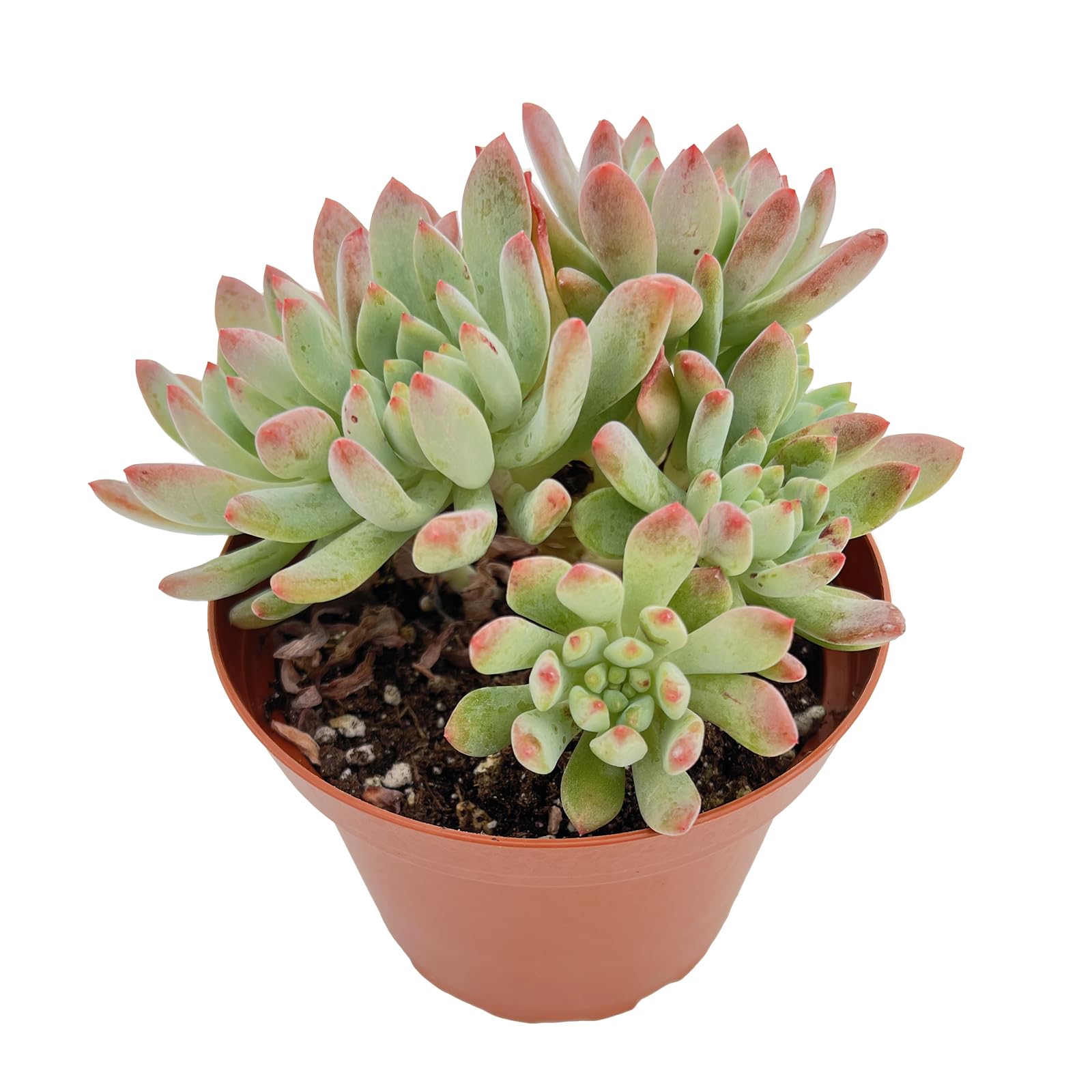 Live Succulent Plants Echeveria 'Blue Apples', Easy Care Potted Succulents in 4" Pots, Indoor Houseplant, Unique Gifts, Home Office Décor