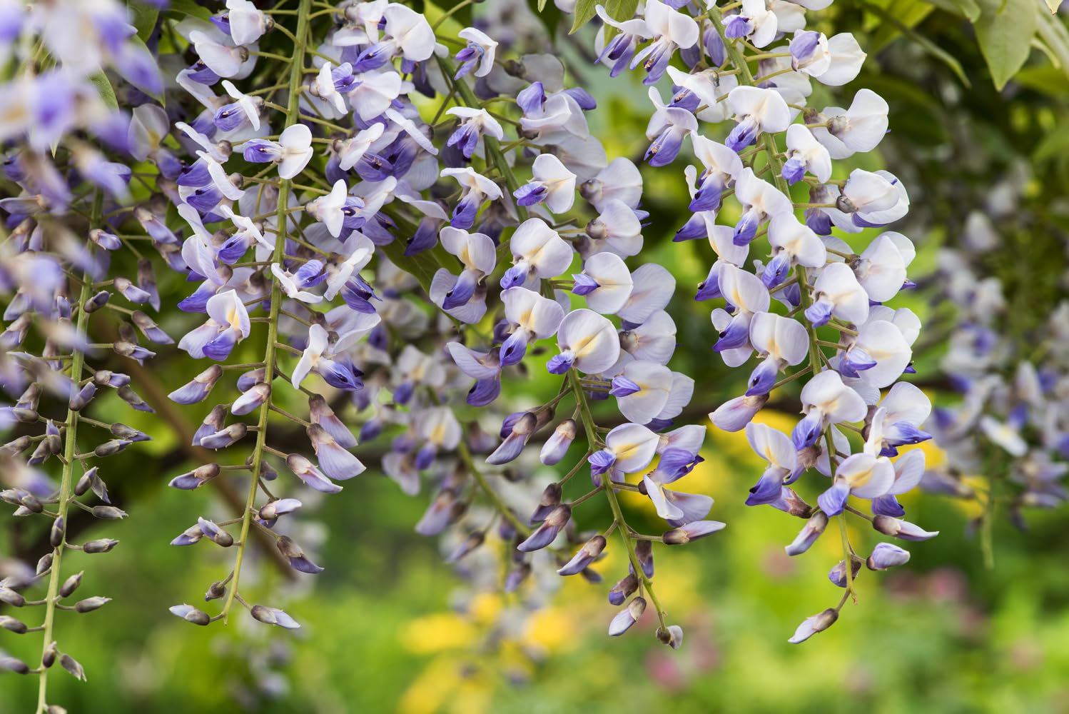 Wisteria sinensis mieszanka błękitnego deszczu, 70-80 cm, w doniczce 17 cm – roślina pnąca, mocno kwitnąca, uszlachetniona dla wysokiej siły kwitnienia, odporna na zimę, idealna do pergoli, ogrodzenia