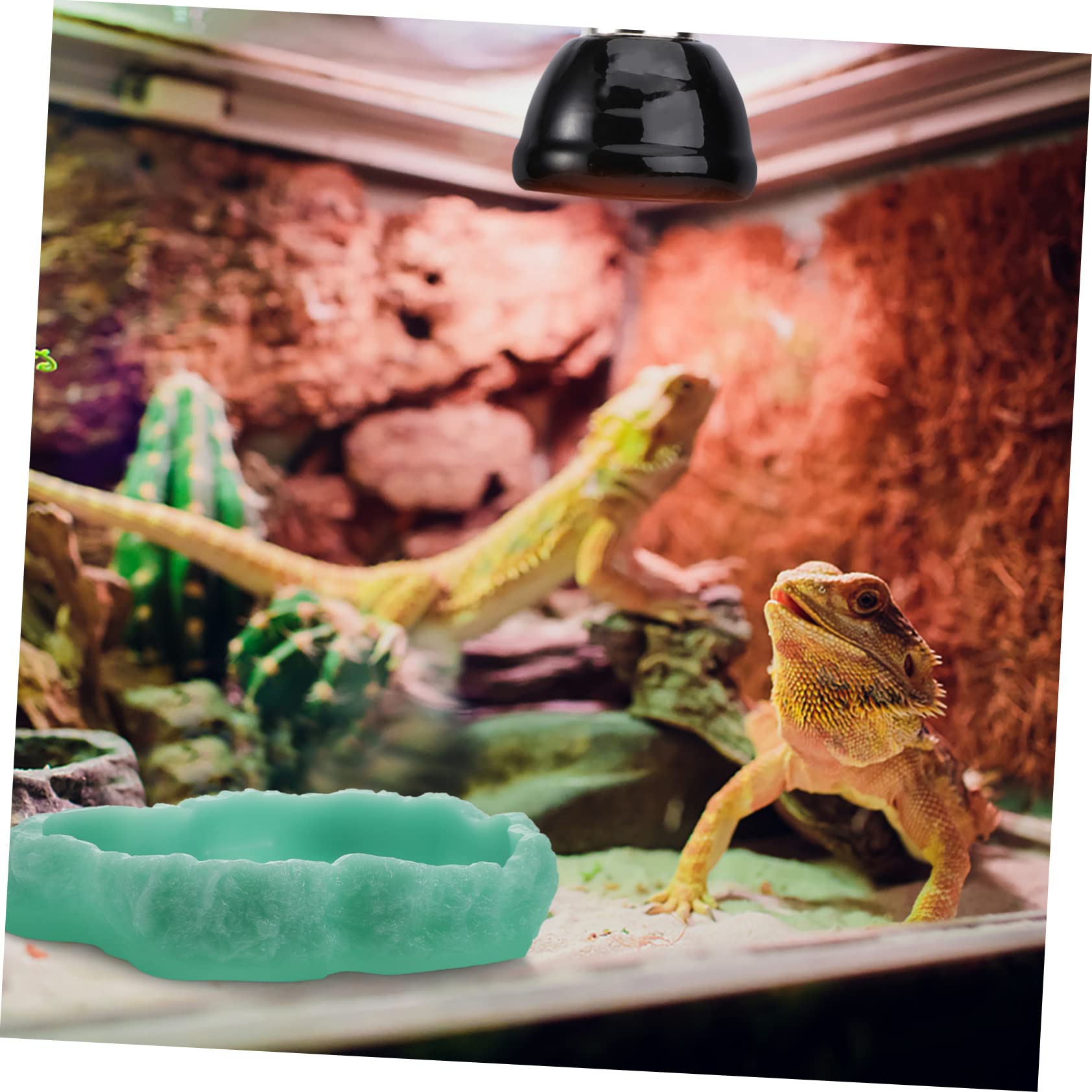 Ciotola Notturna Luminescente per Rettili Alimentatore per Cibo per Terrario per Tartarughe Gechi e Altri Animali Domestici