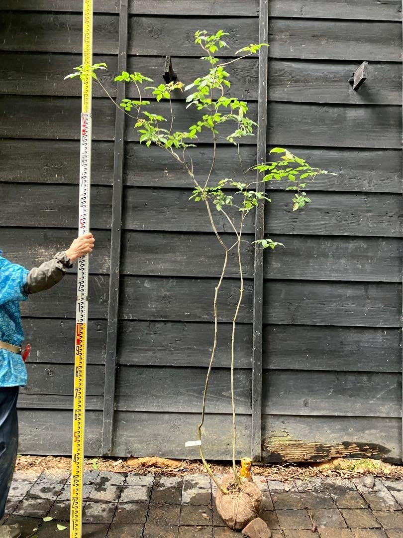 73 山採り アオダモ