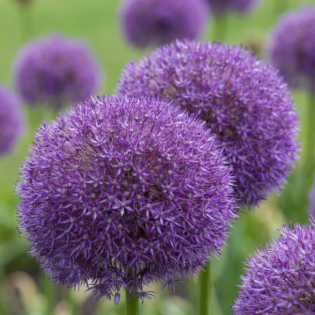 Green boutiQ - 16x Allium Pinball Wizard - Ail ornemental Pinball Wizard - Violet - Floraison estivale - Calibre 18/20