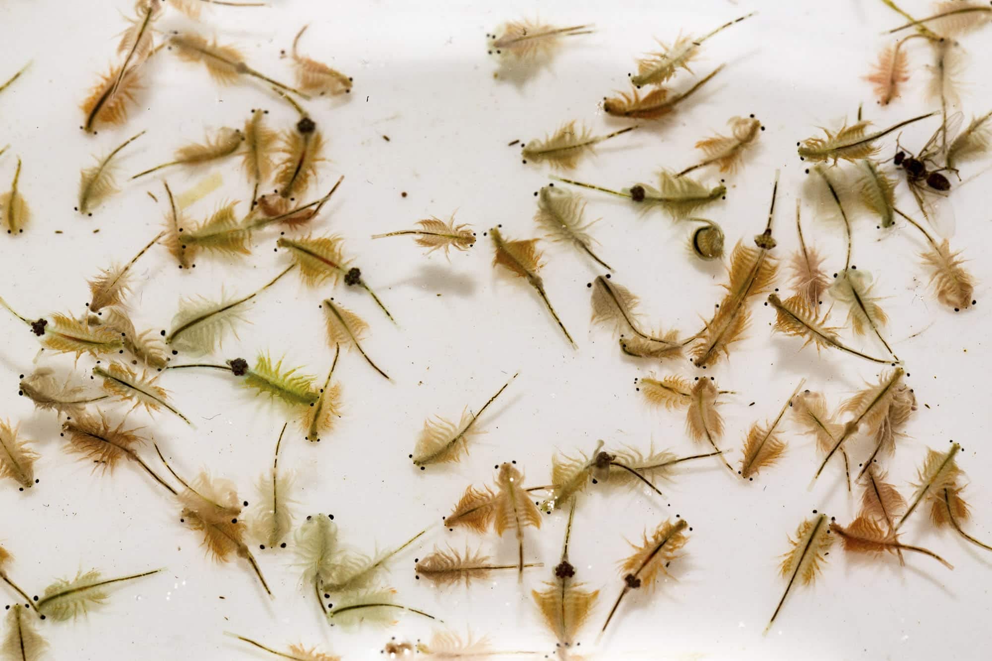 Artemia Zucht Set (groß) - mehr als 1.000.000 Eier - mit 2 kg Premiumsalz, 3 x Urzeitkrebse Futter und Anleitung, Artemia parthenogenetica