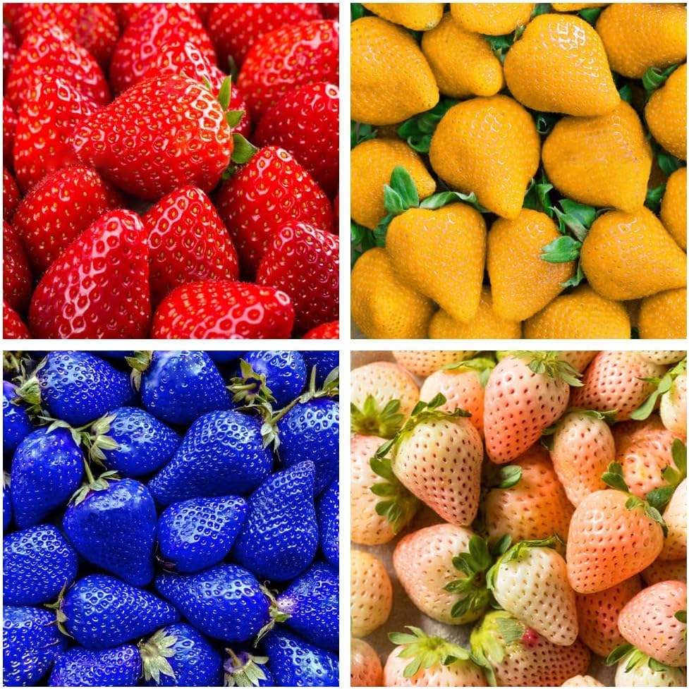 800 Mixed Strawberry Seeds - 4 Colors - Non-GMO Heirloom Perennial Seeds for Planting - Sweet Juicy Berries, Suitable for Indoor/Outdoor Gardens, Pots & Flower Beds