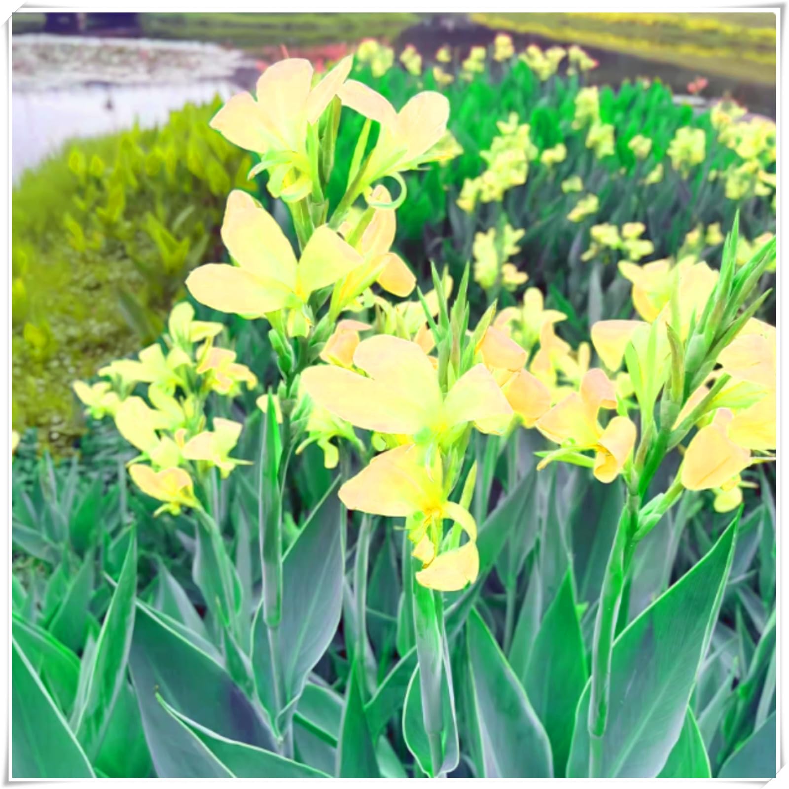 Hardy Canna Lily Bulbs – Perennials with Gorgeous Blooms – Professional-Grade for Stunning Garden Displays & Tropical Landscaping-5 Bulbs-A