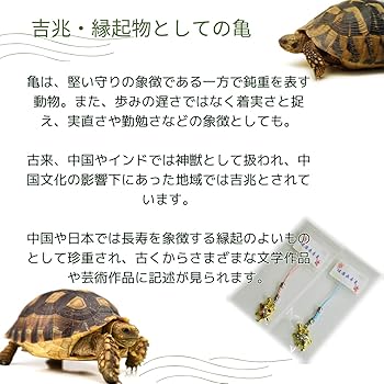 Amazon.co.jp: [GOOD TIME / ショッピング] 健康長寿 七星亀守 （夫婦2