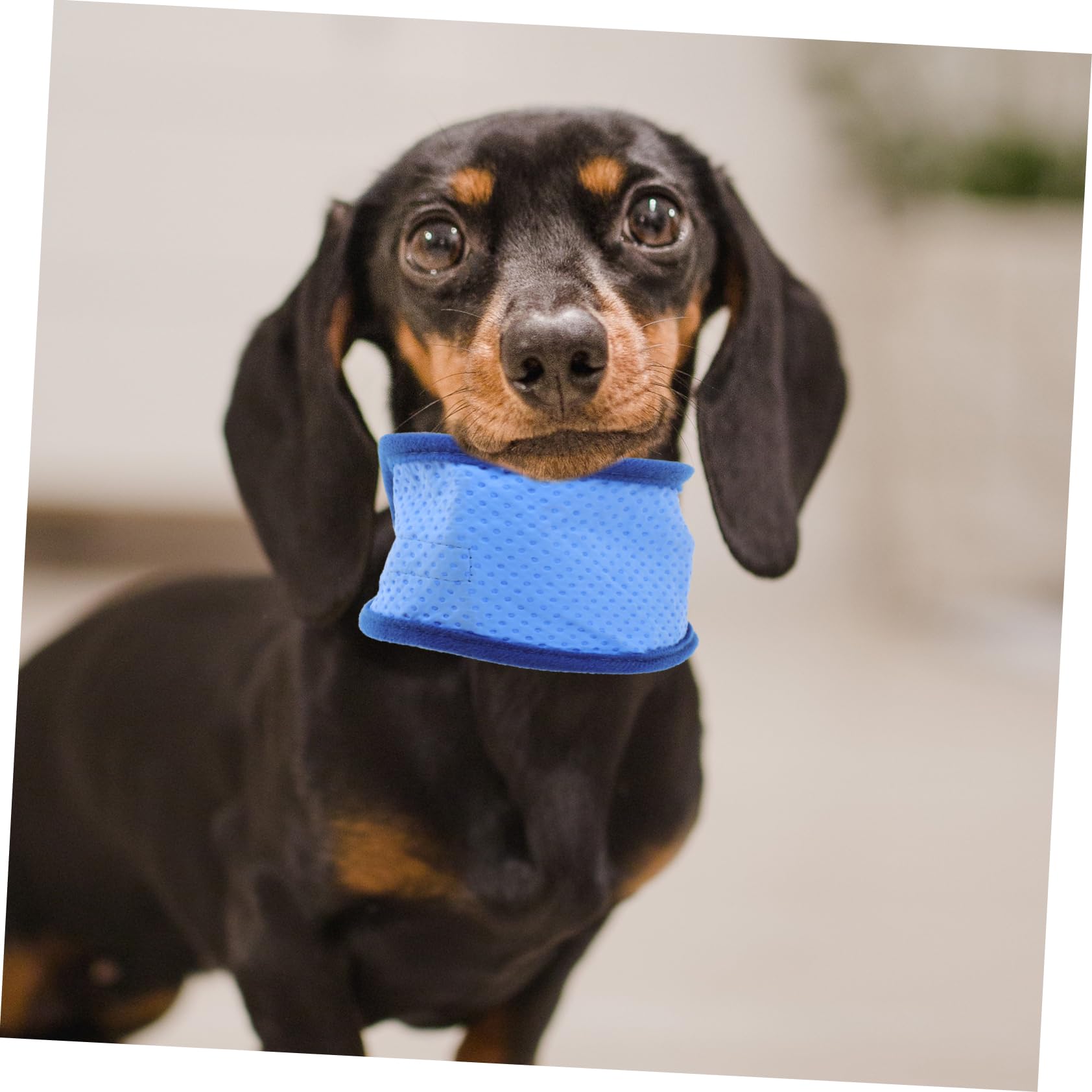 Housoutil 6pièces Bandana Refroidissante pour Chien Collier Été Glace pour Chiens Écharpe Rafraîchissante Anti-Chaleur pour Animaux