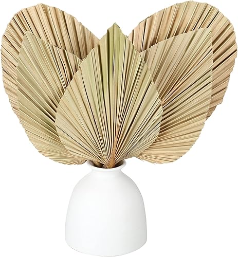 Hojas de palma secas naturales decoración de hojas de palma real abanicos de palmeras tropicales lanzas de palma secas corazón forma ovalada hojas