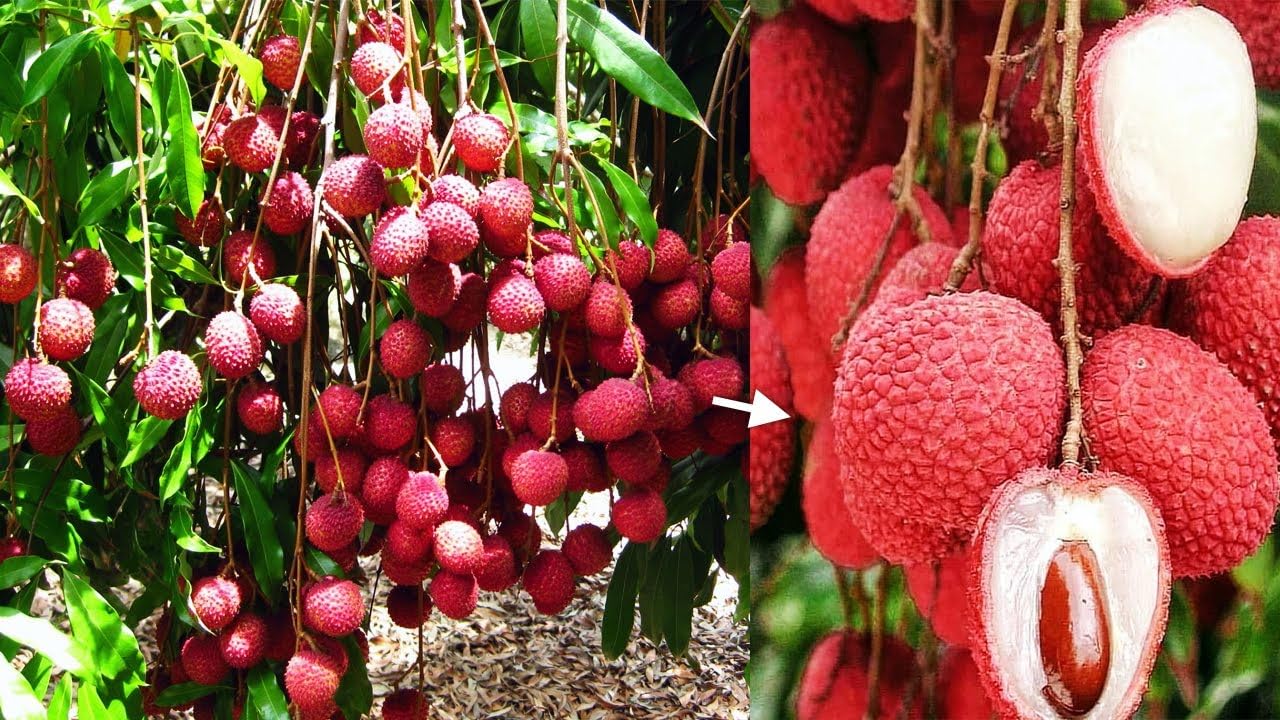 Pyanabi Early Bedana Litchi Plant Tropical Rare Exotic Air Layered Lychee Tree (height 1-1.5 Feet) Litchi Plant Hybrid Live Fruit Plant For Home Garden (B0BRVLFPLQ) Amazon Price History, Amazon Price Tracker