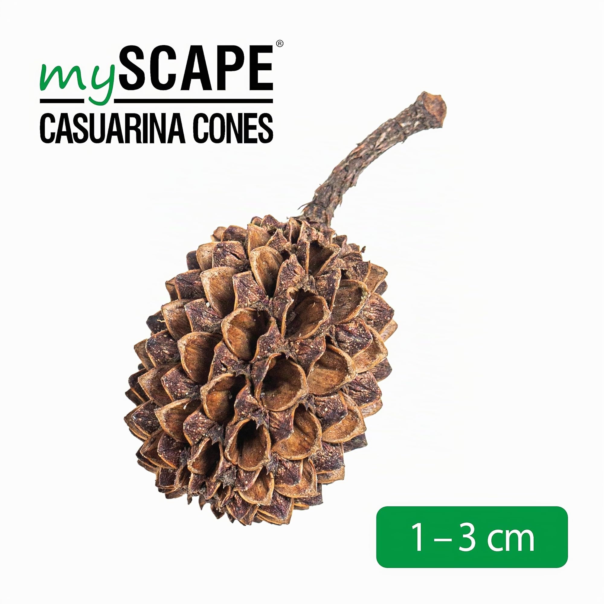 ARKA mySCAPE-Casuarina Cones - 50 pièces - Conditionneur d'eau Naturel, crée des Conditions similaires à celles des Tropiques dans Les Aquariums d'eau Douce, idéal pour Les crevettes.